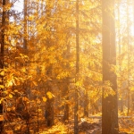 Математические модели случайности в системах Wild West Gold