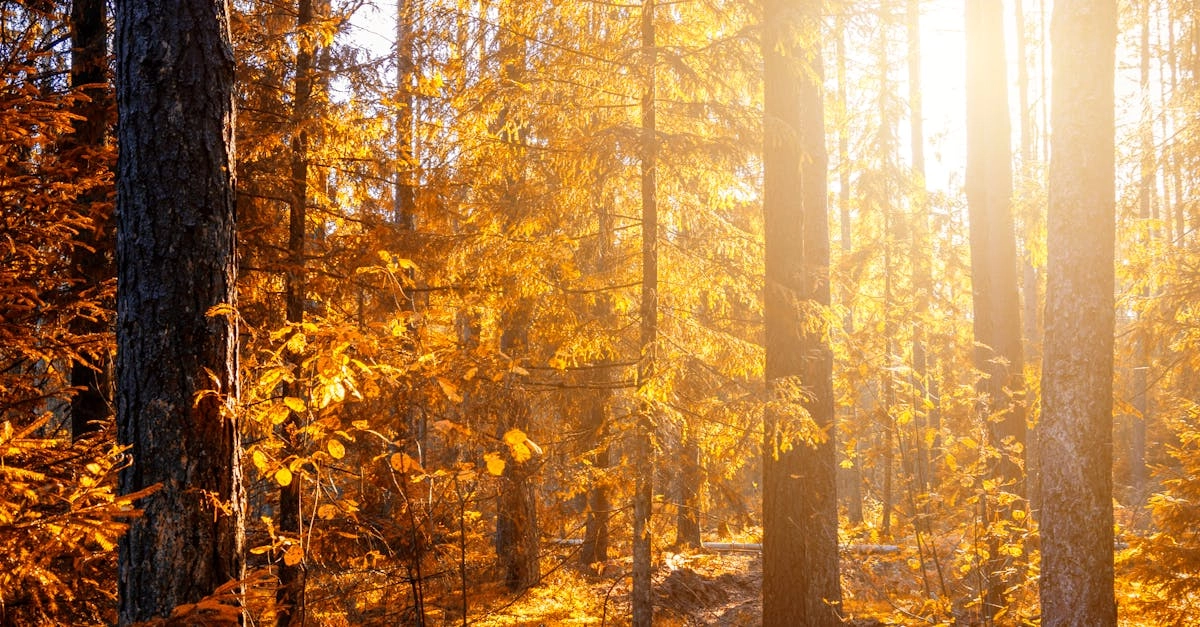 Математические модели случайности в системах Wild West Gold